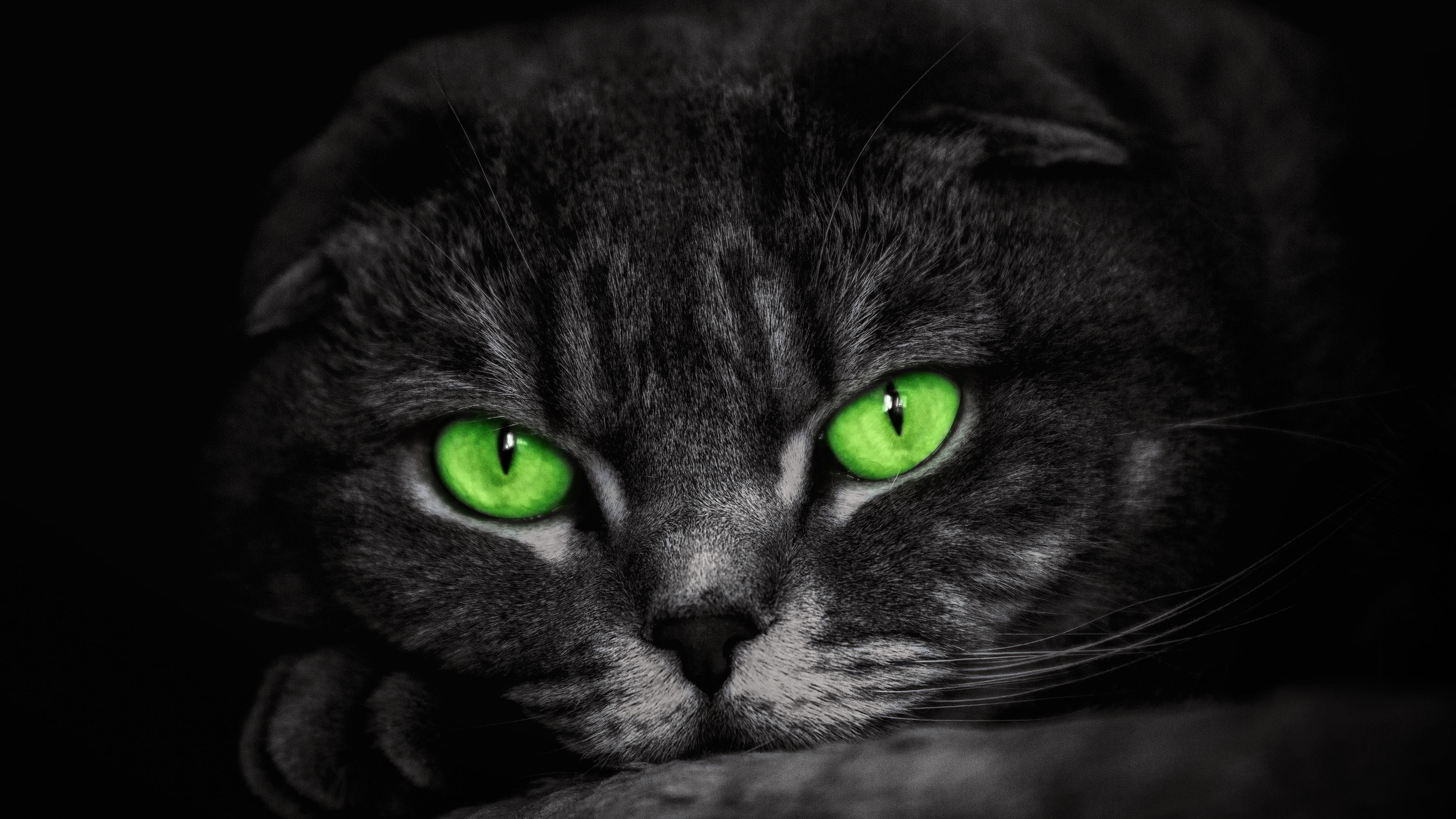 Download Green Eyes Animal Cat 4k Ultra HD Wallpaper
