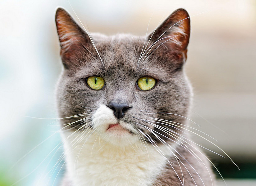 italki 18 Ways To Complain In French