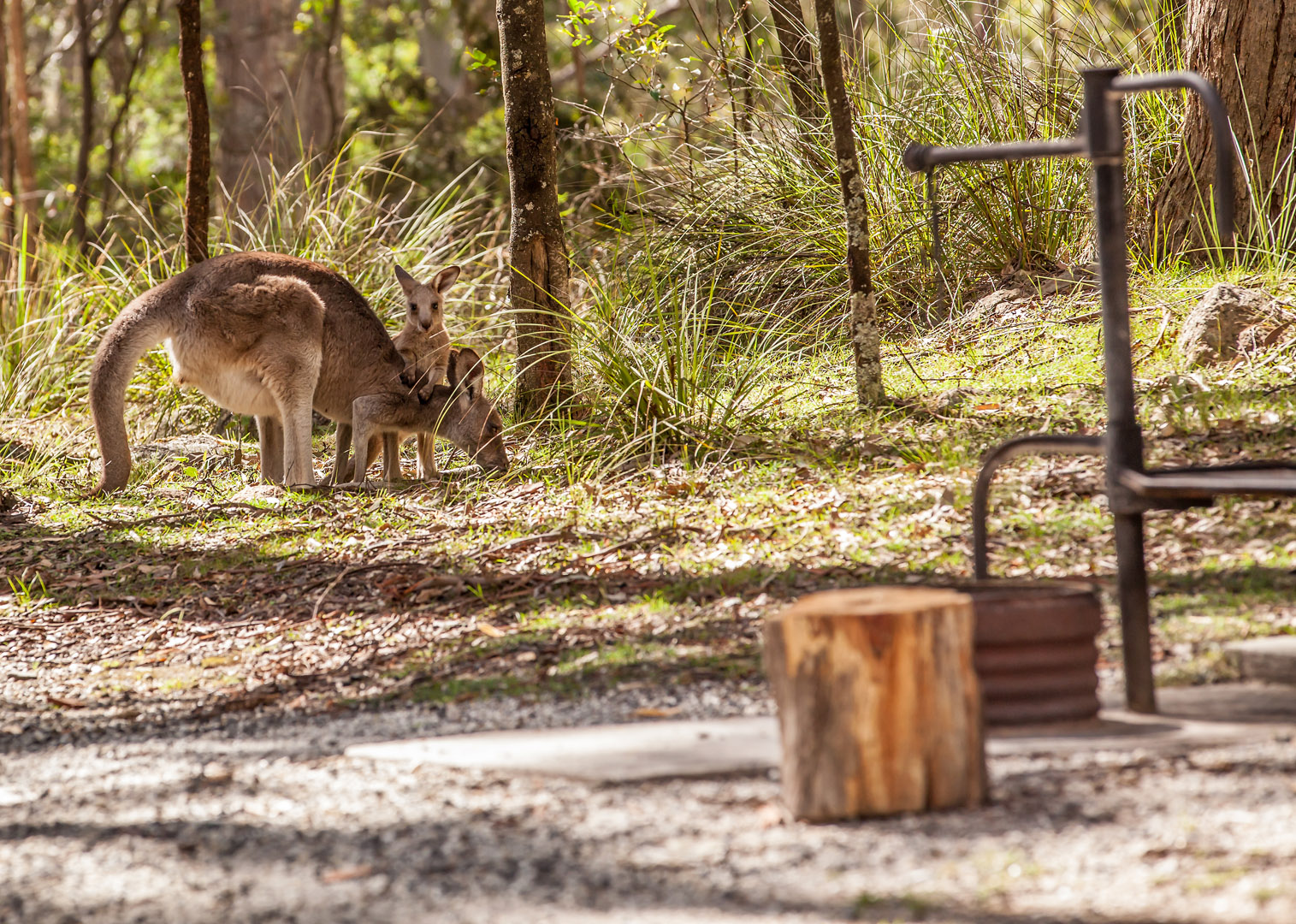 Camping at Bald Rock National Park imagesbyrichard