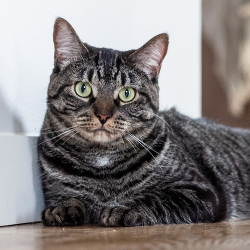 How Much Does Pet Insurance Cost for Dogs and Cats? Pets Best