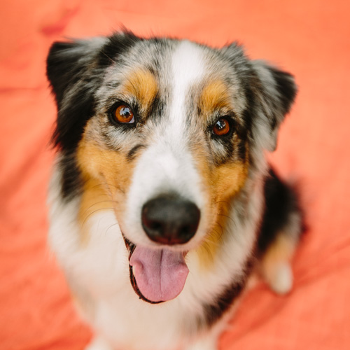 How Much Does Pet Insurance Cost for Dogs and Cats? Pets Best