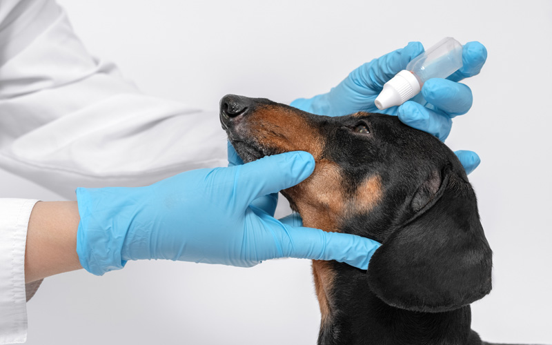 Coverage for Hereditary & Congenital Conditions Pets Best