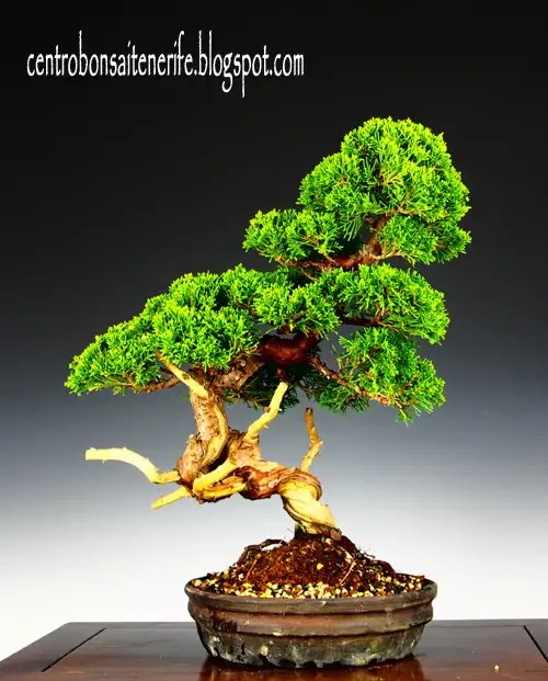 Centro Bonsai Tenerife Bonsai en venta/ Bonsai Sale