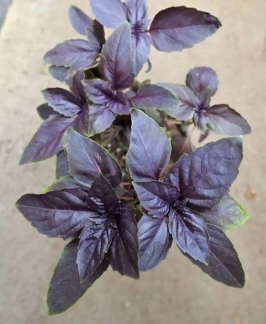 1 Packet of Red Thai Holy Basil, Bai Gkaprow กระเภาแดง Vegetable Herb