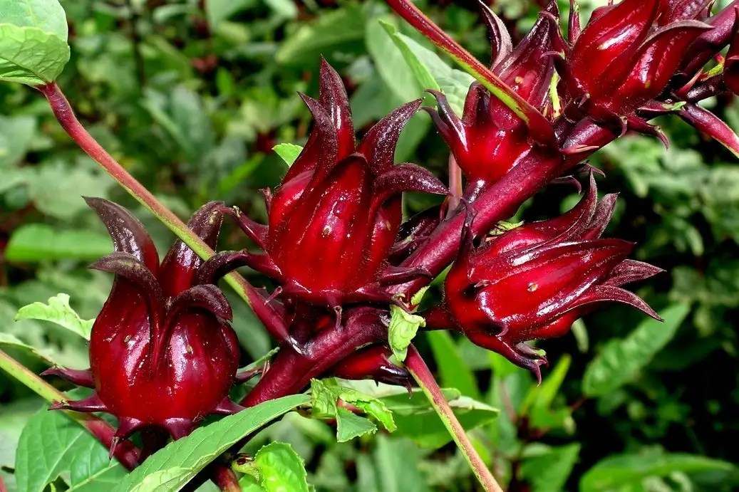 Thai Roselle Seeds/Herb/Hibiscus Sabdariffa/Rosella Fruit/Jamaican