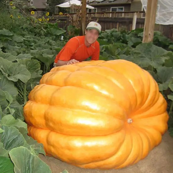 ZUCCA GIGANTE ATLANTICA 5 SEMI Atlantic Giant Dill's Guinness Record