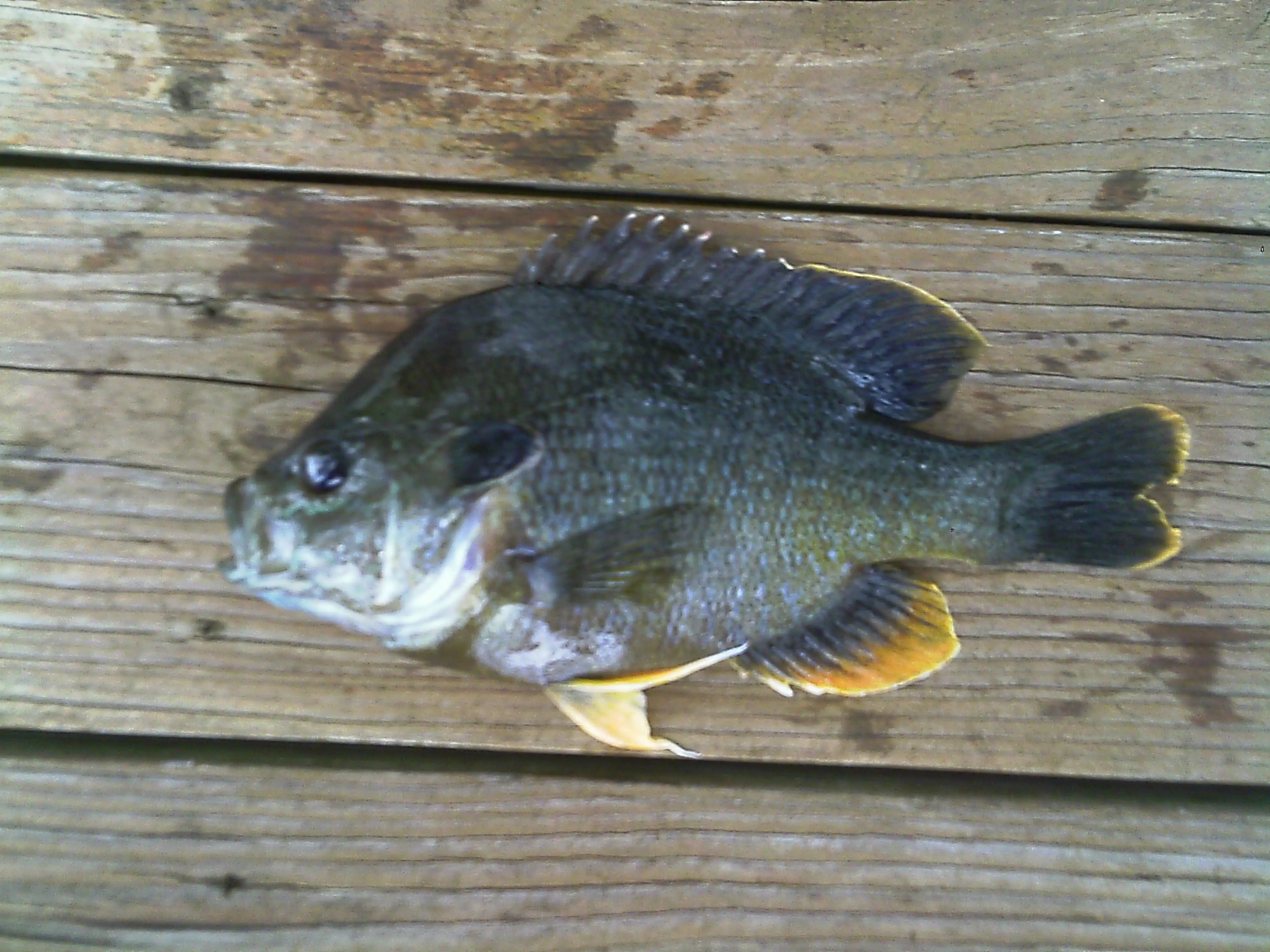 Giants! What do you think? Bluegill / Sunfish Texas Fishing