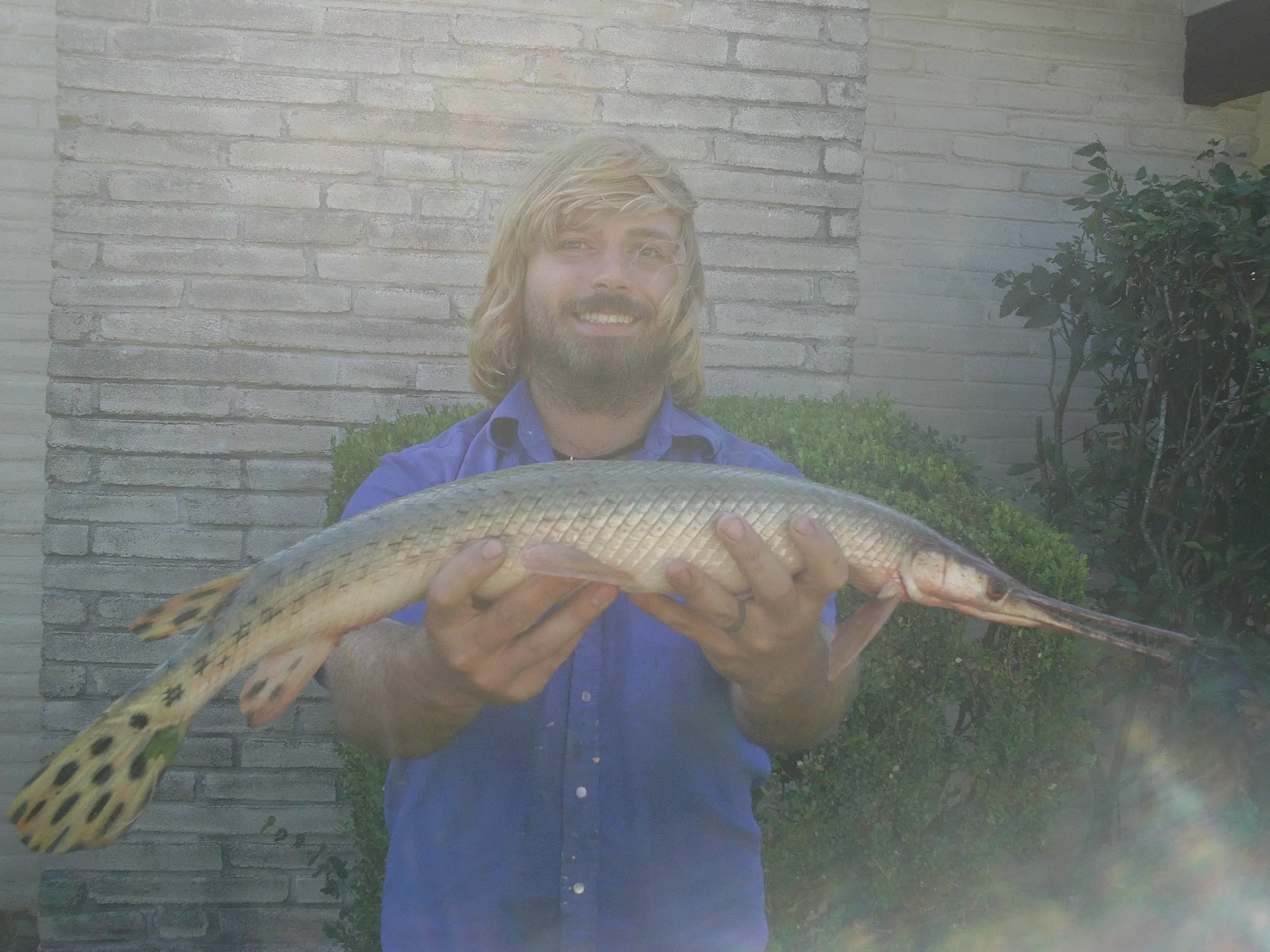 San Antonio River Longnose Gar Record ! Texas Fishing Forum