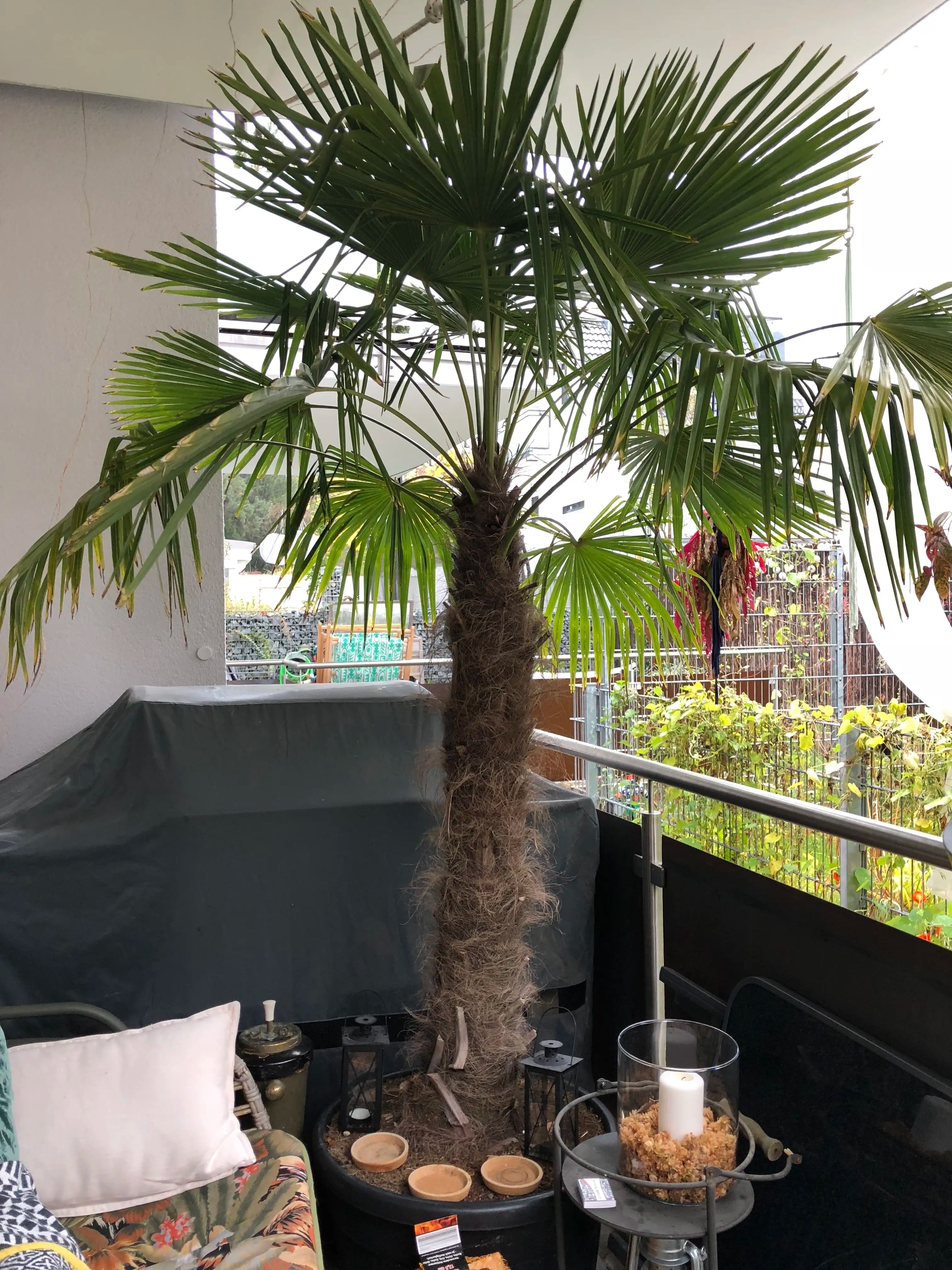 Große Hanfpalme im Topf überwintern / Gäste / Palmenforum.de