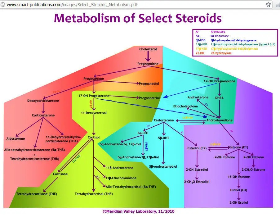 PG/E2 ratio?? Jack Kruse Optimal Health Forum