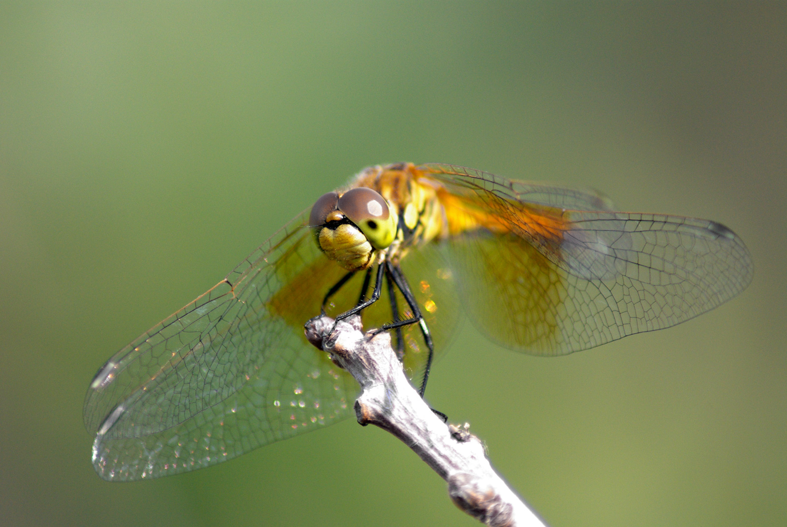 Dragonfly Images of Utah