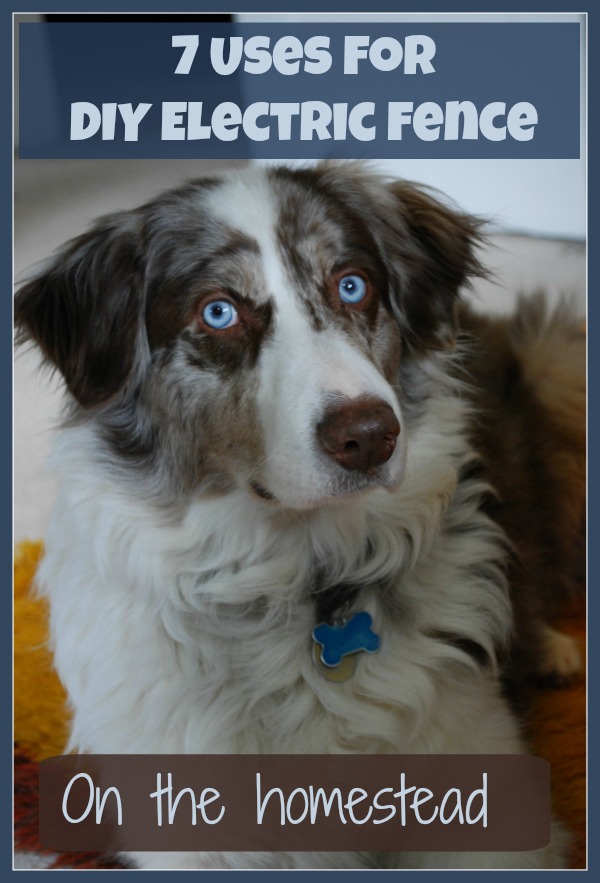 Will Electric Fence Keep Dogs In