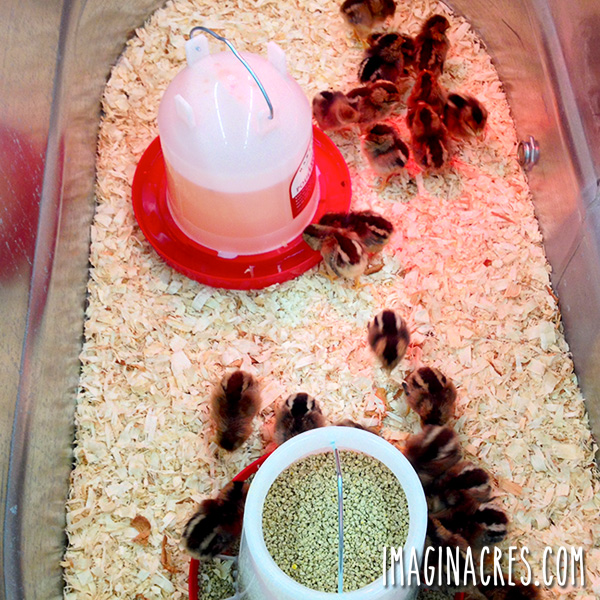 How to Prepare for Baby Chicks ImaginAcres