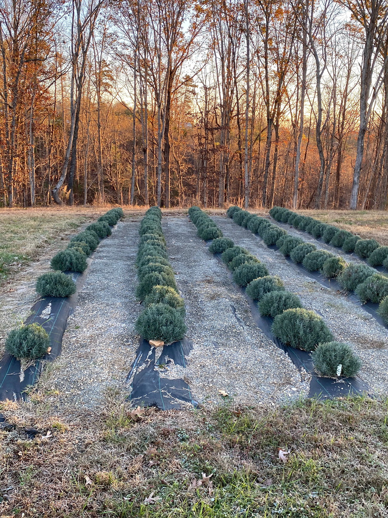 Imagination Lavender Farm Martinsville, VA