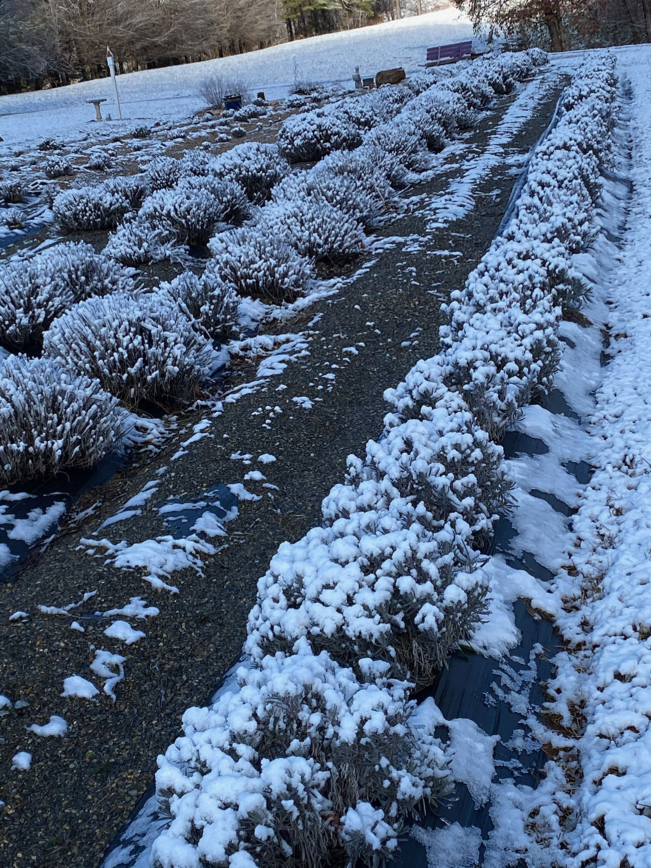 Imagination Lavender Farm Martinsville, VA