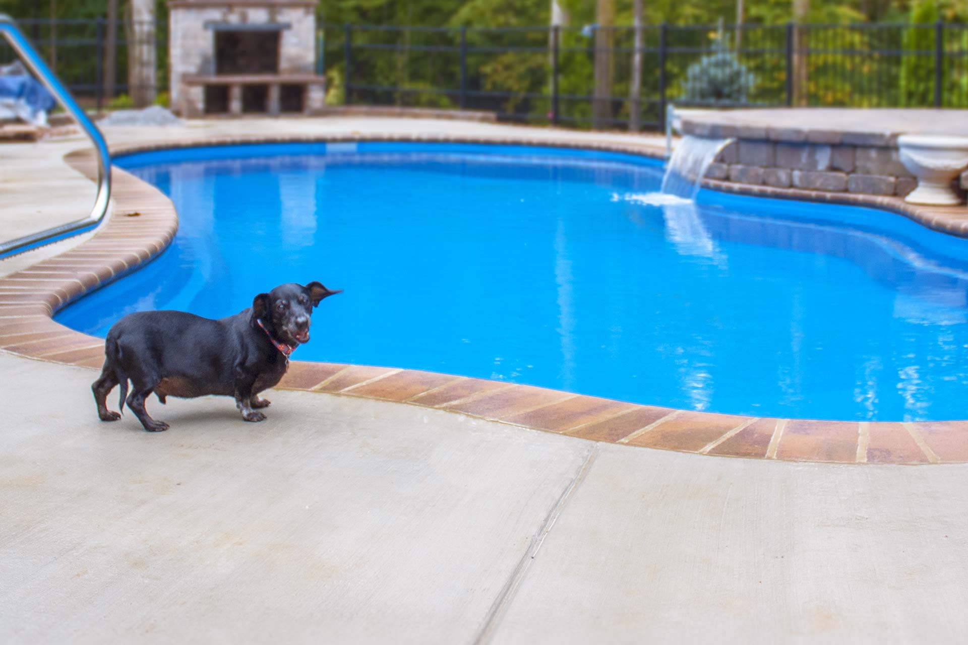 Can Dogs Go In Fiberglass Pools