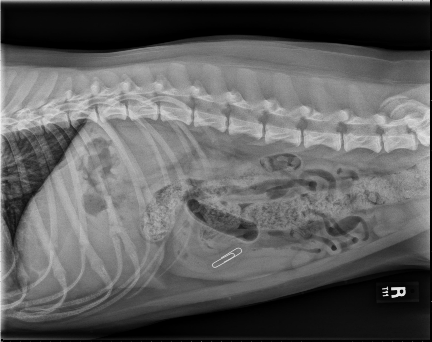 August » 2018 » Veterinary Diagnostic Imaging » College of Veterinary
