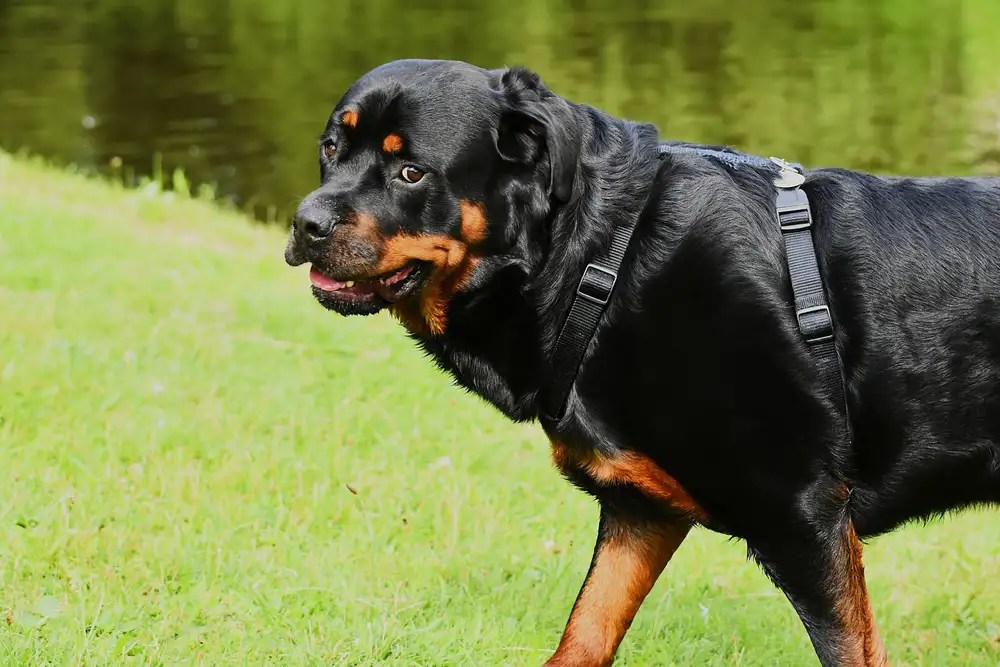 What Temperature Can A Rottweiler Withstand