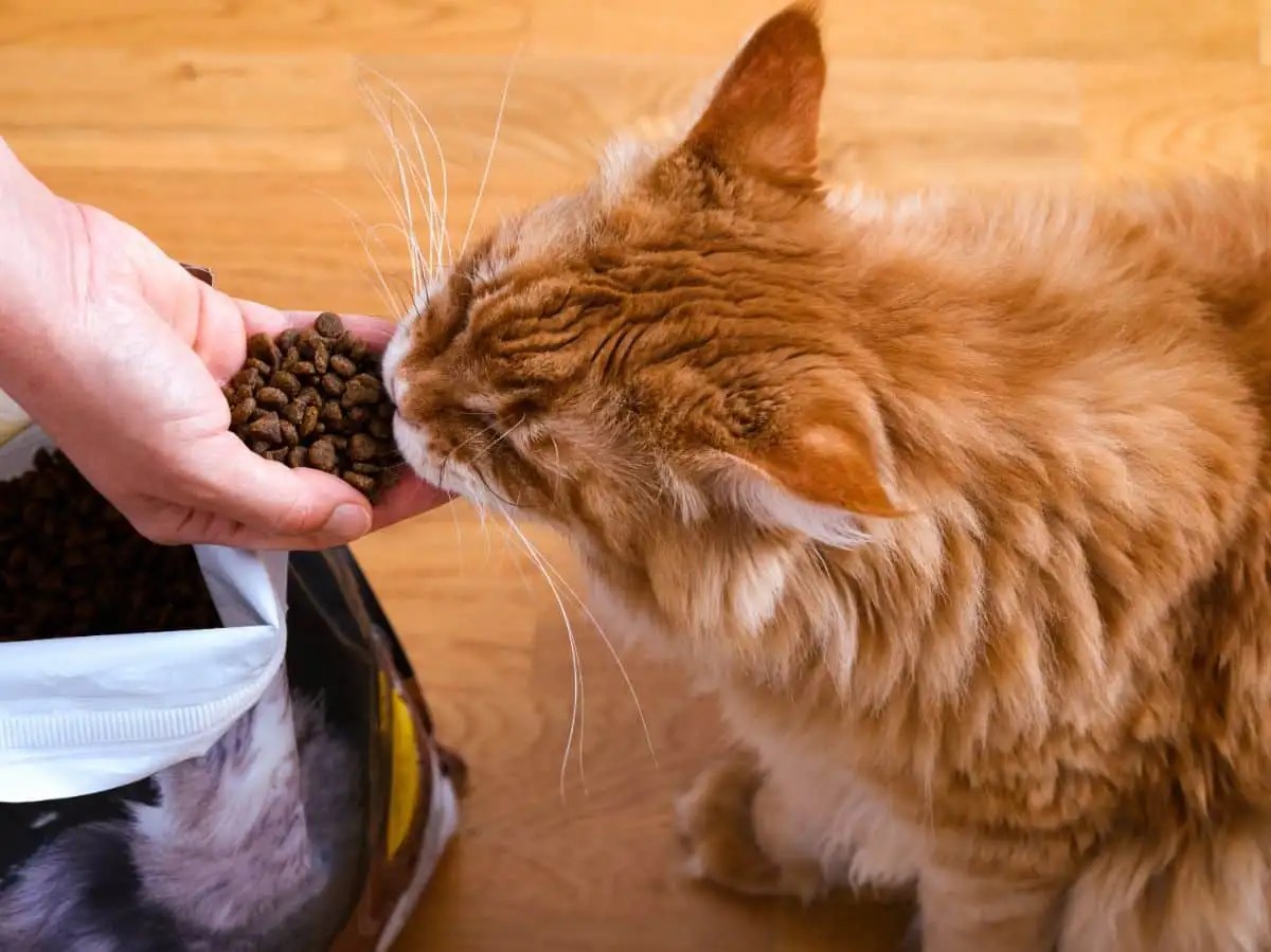 What To Feed Maine Coon Kittens