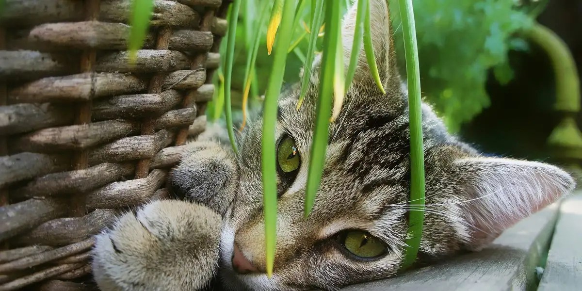 Are Air Plants Toxic To Cats
