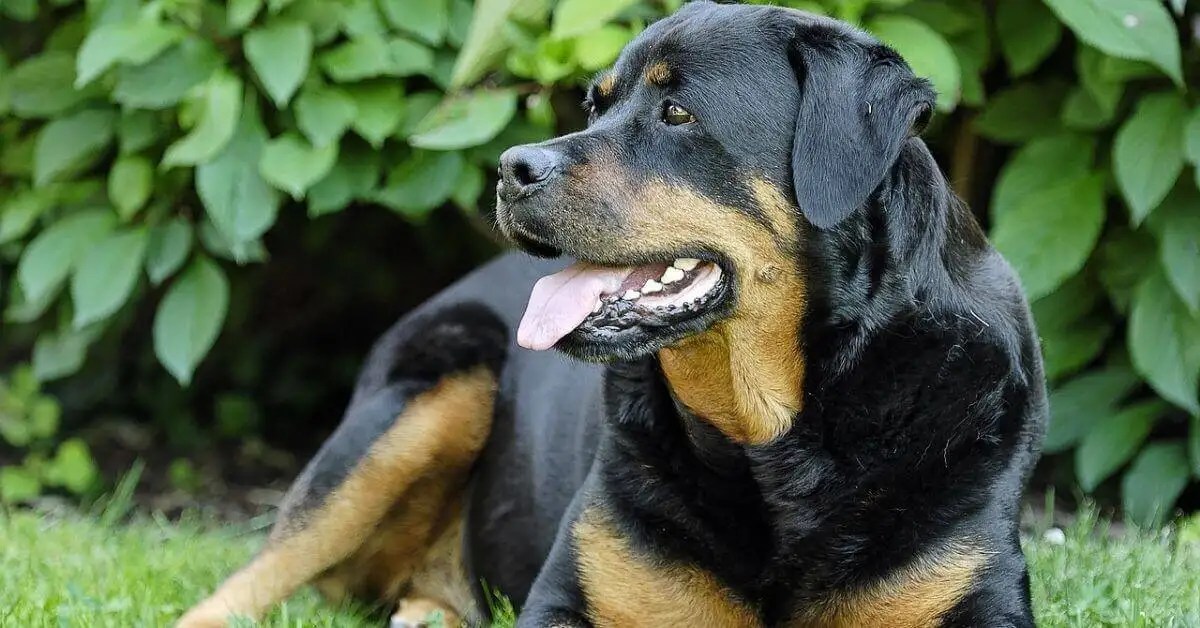What Temperature Can A Rottweiler Withstand