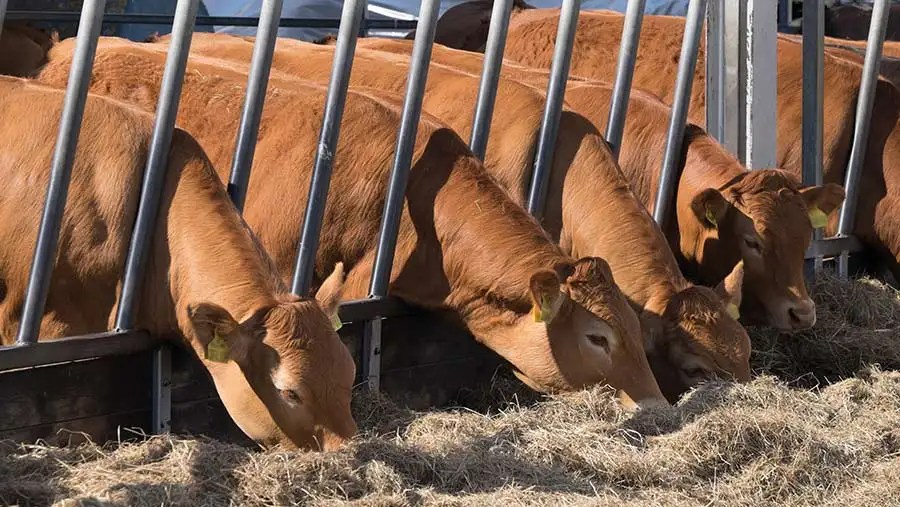 How To Make A Cow Gain Weight Fast