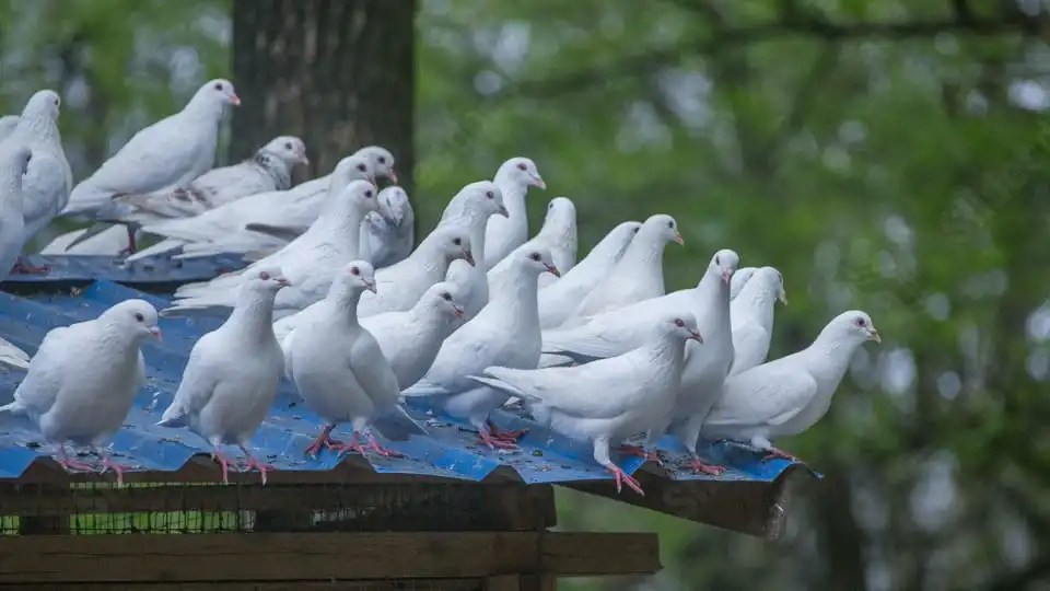 How Fast Do Doves Fly