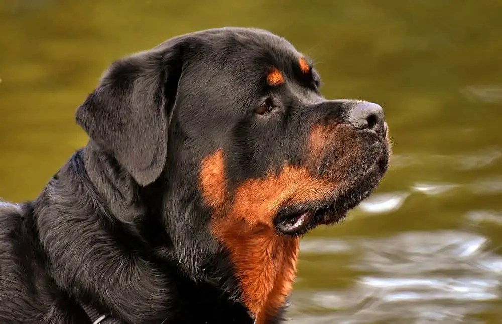 What Temperature Can A Rottweiler Withstand