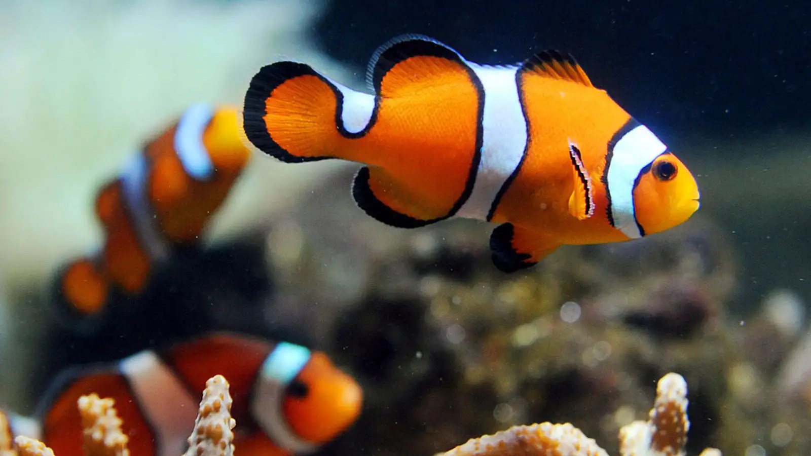 Mastering Clownfish Care A Comprehensive Aquarium Guide