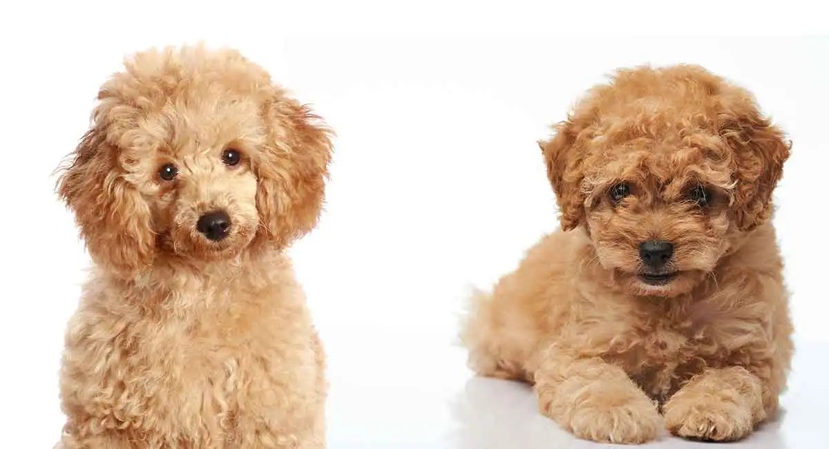 Toy Vs Mini Goldendoodle