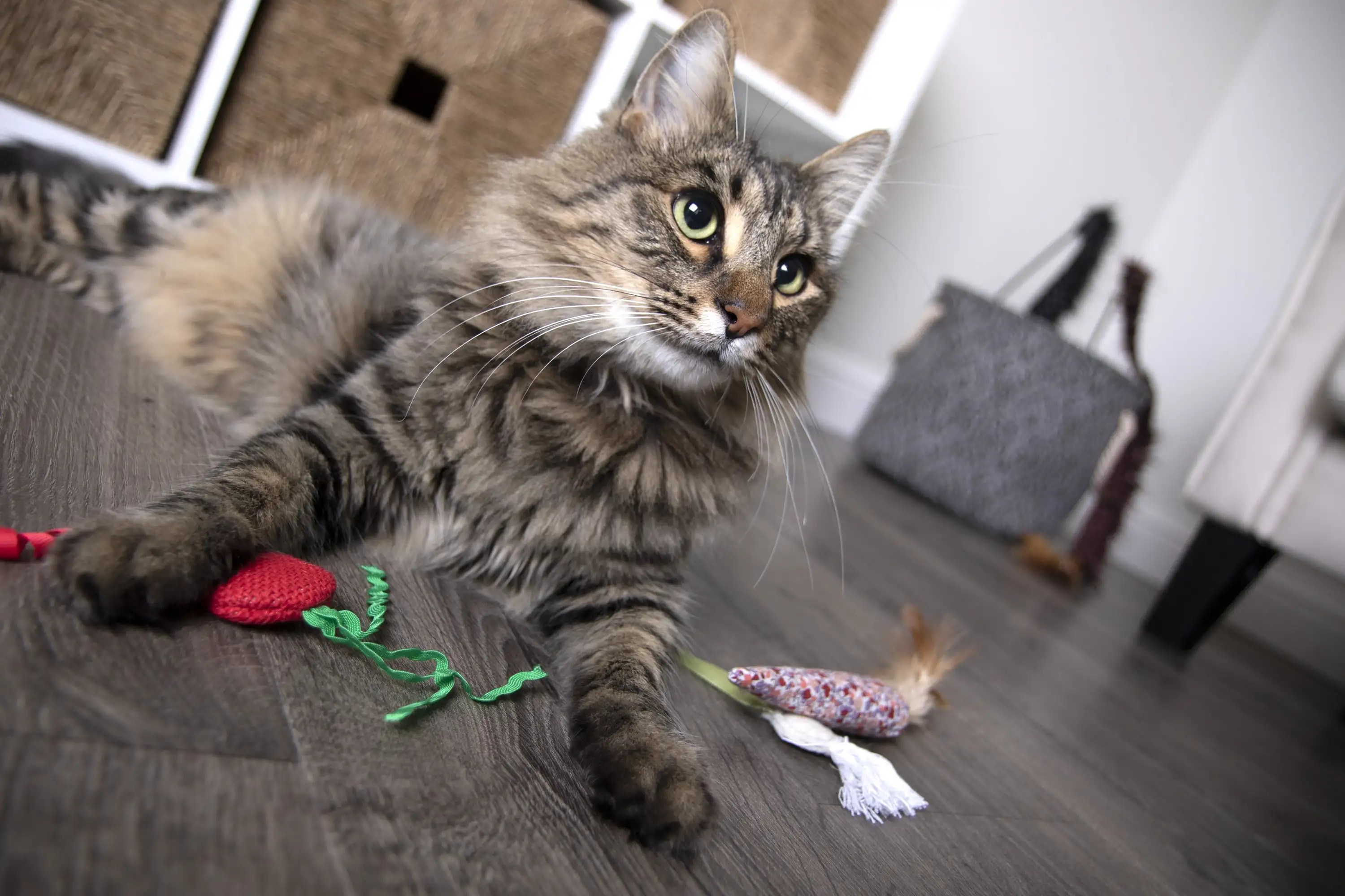 Cat Toys That Fly