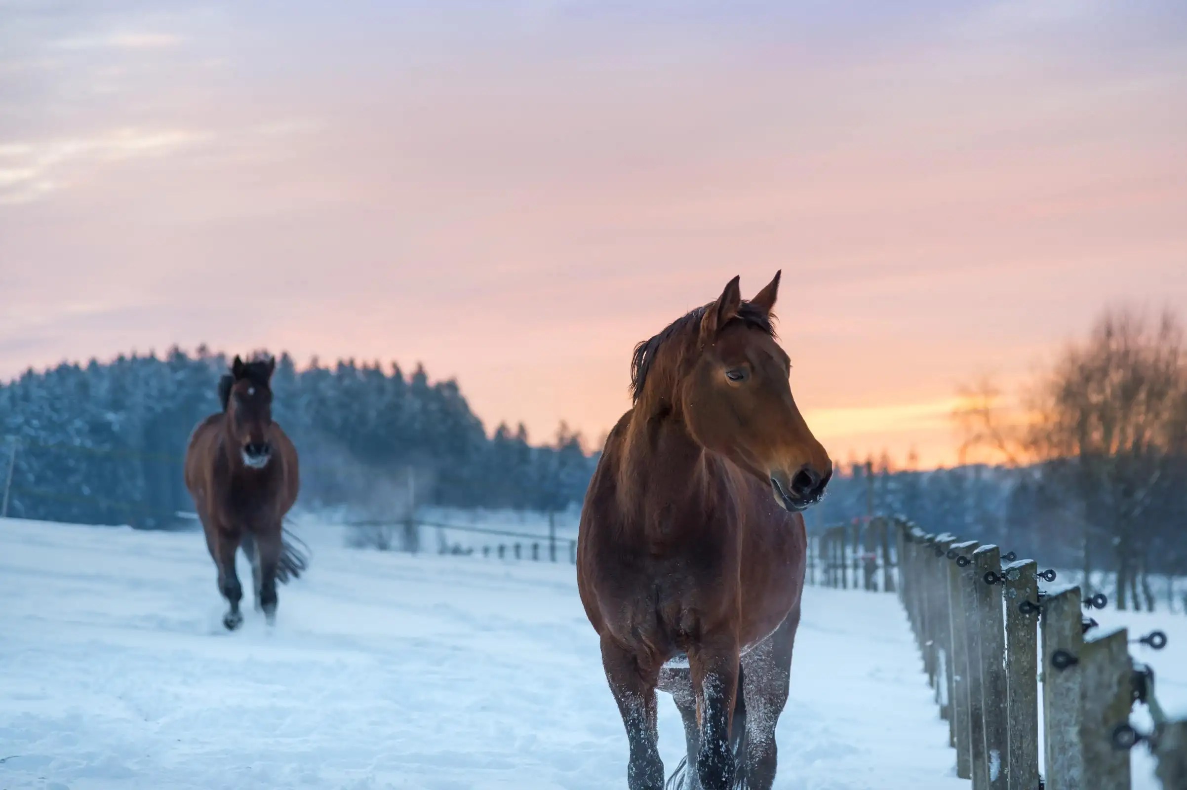 How Cold Can Horses Tolerate