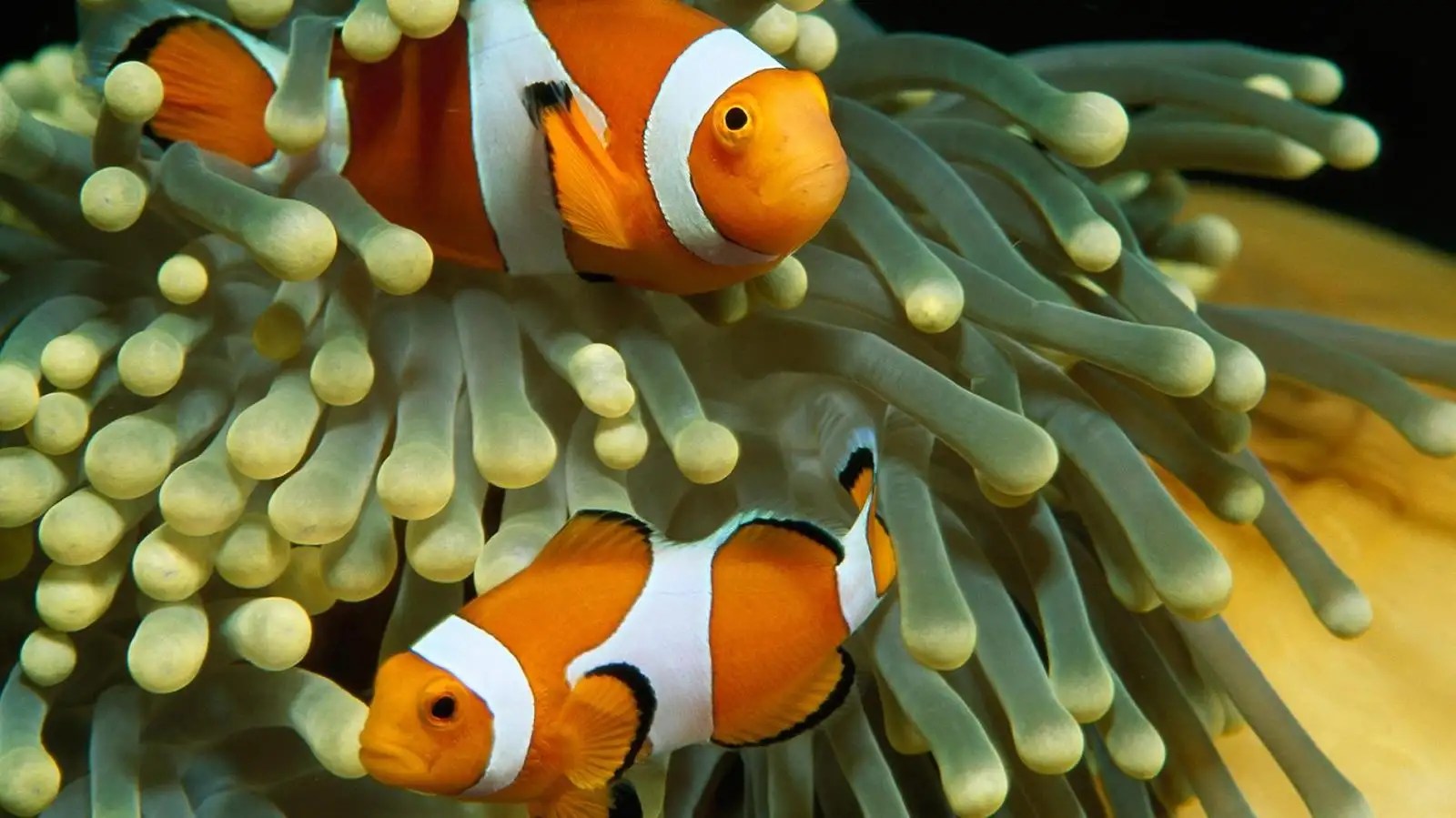 Do Clownfish Have Teeth