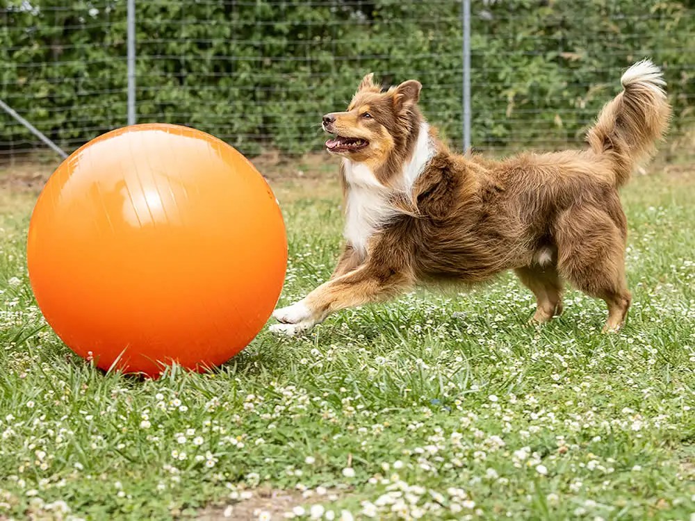 Large Ball For Dogs To Play With
