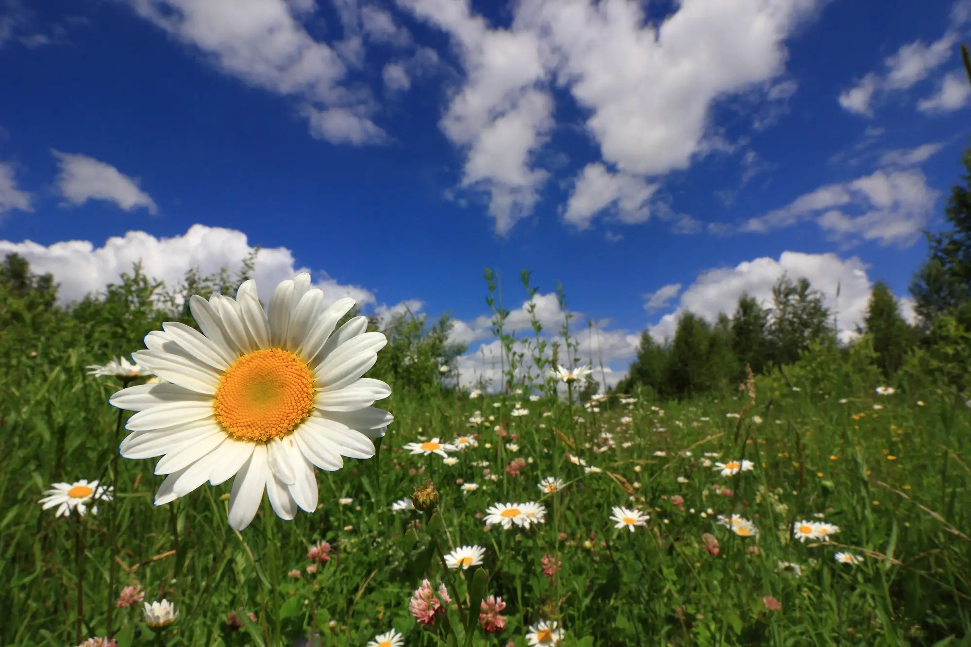 Daisy Flower Garden Journey Best Flower Site