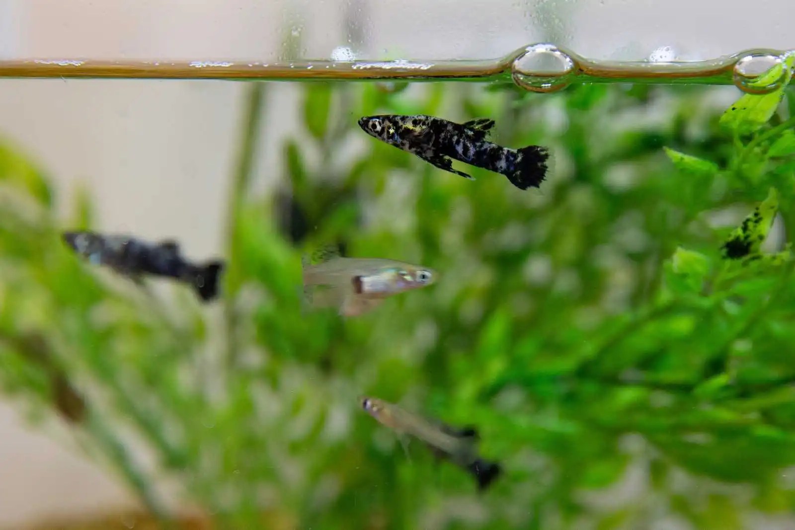 How Long Do Mosquito Fish Live