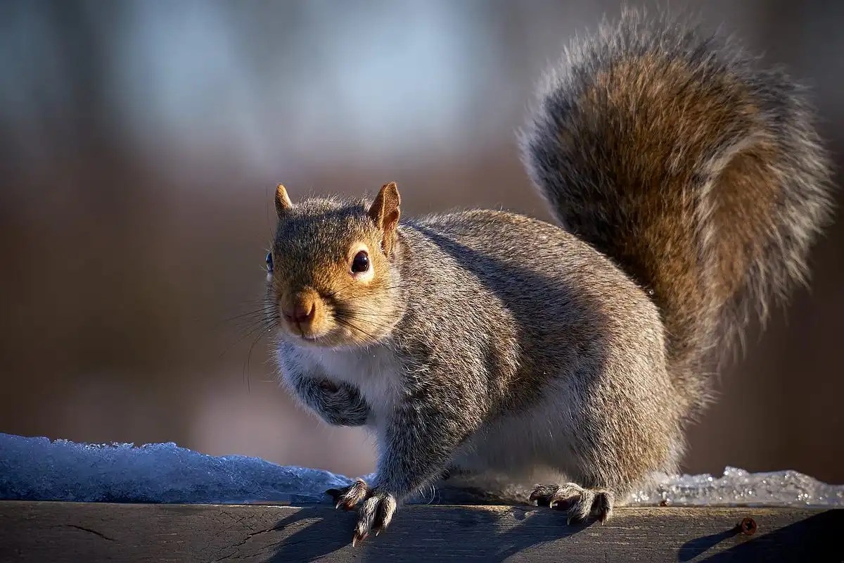 Are Squirrels Active At Night