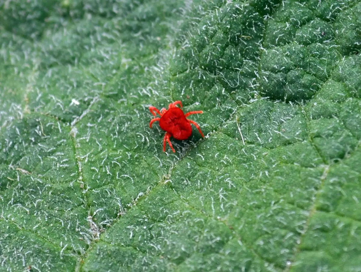 Tiny Red Bugs Garden
