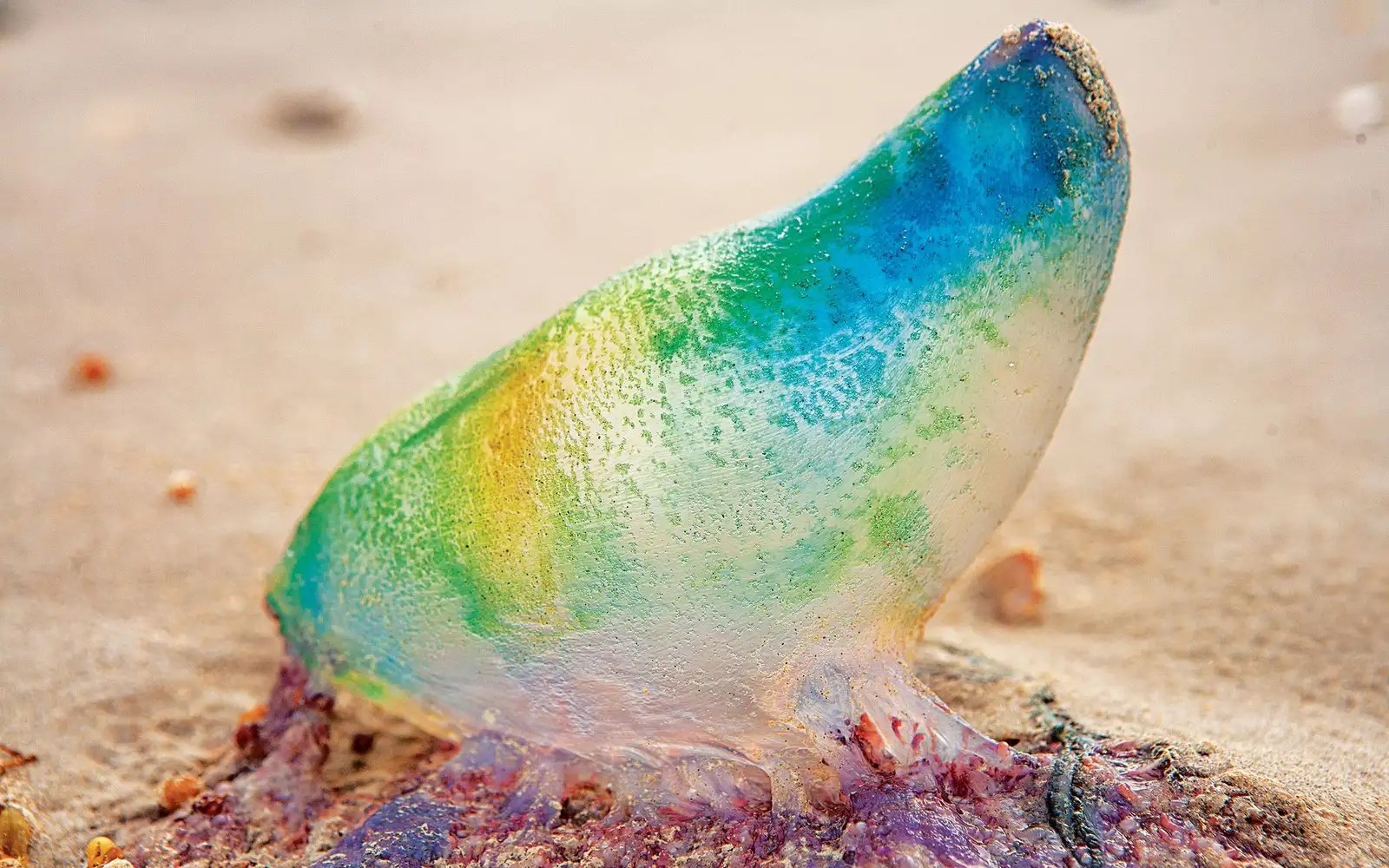 When Are Jellyfish Most Active In Galveston Texas