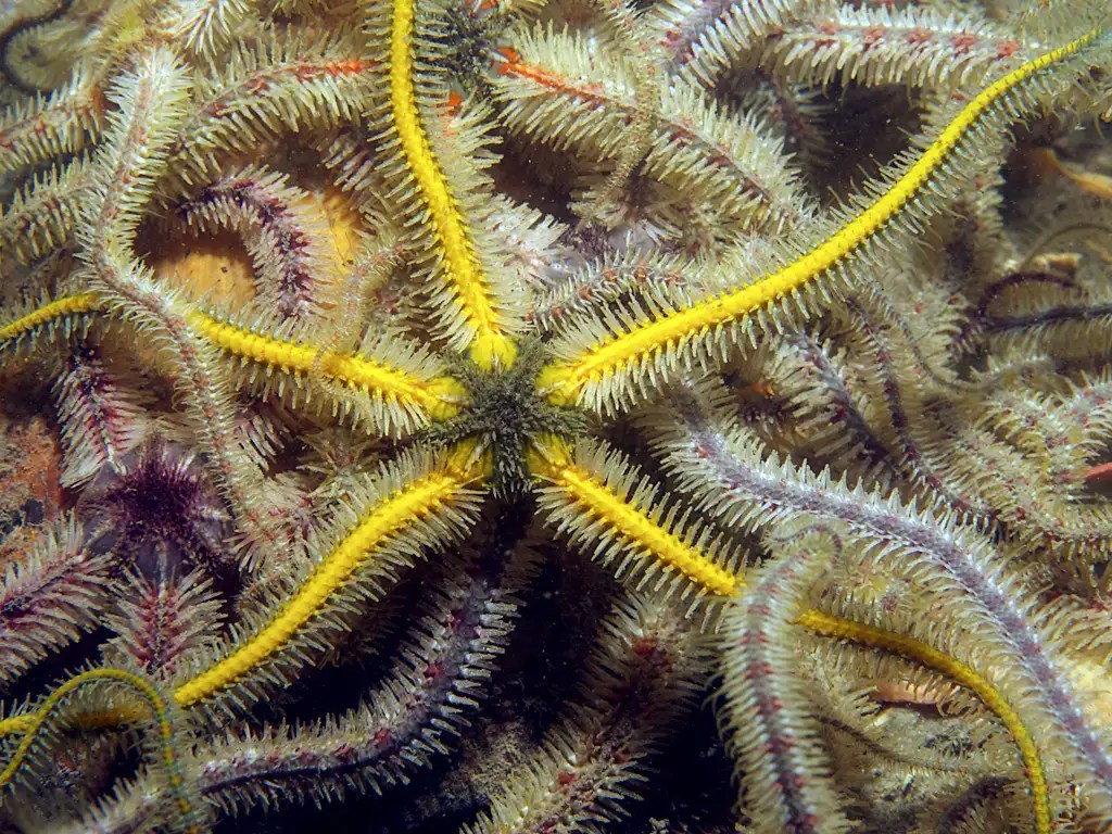 Where Do Brittle Stars Live