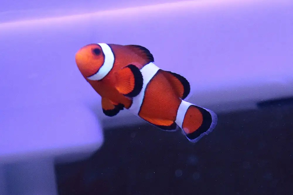 Do Clownfish Have Teeth