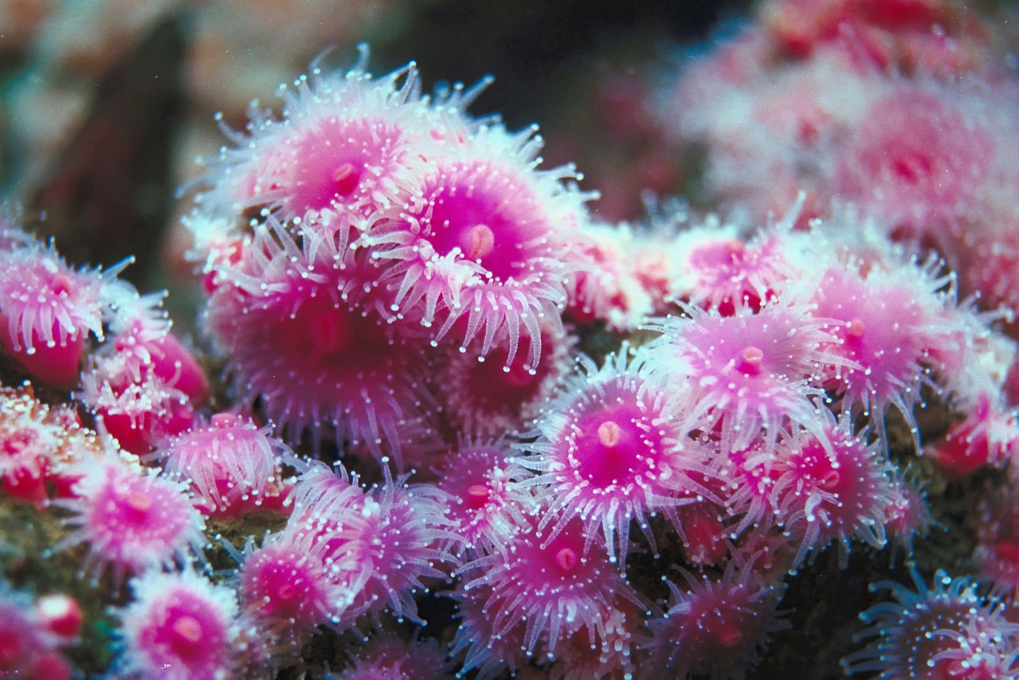 What Do Sea Anemones Eat Naturefins