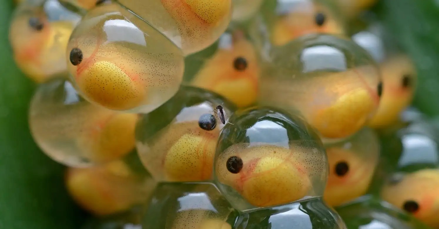 Decoding Molly Fish Eggs A Guide For Enthusiasts