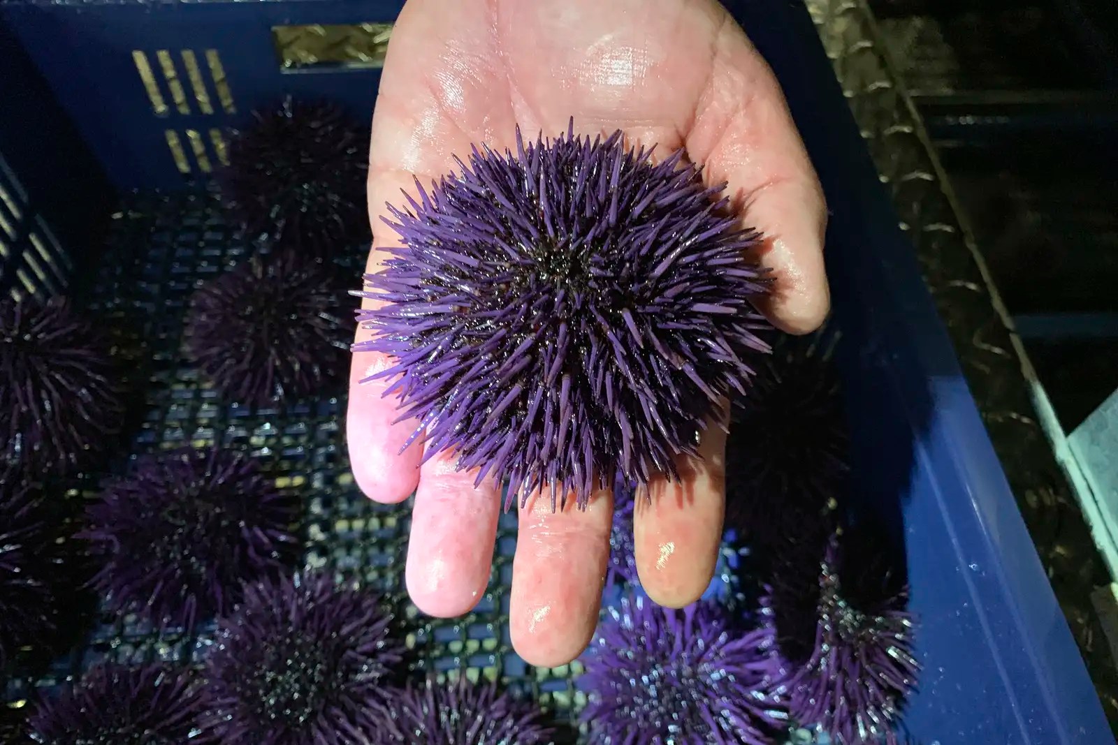 How Do Sea Urchins Reproduce