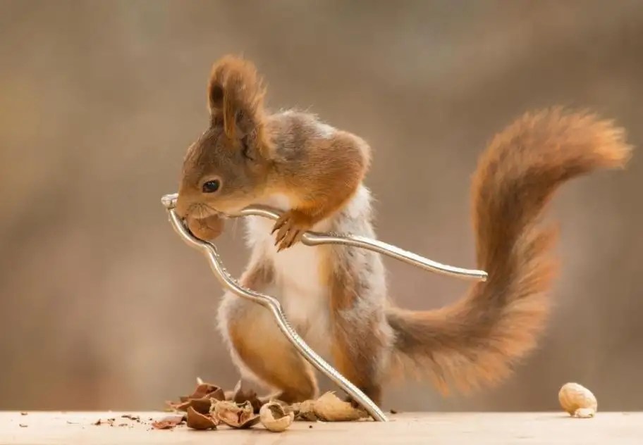 Do Squirrels Bite