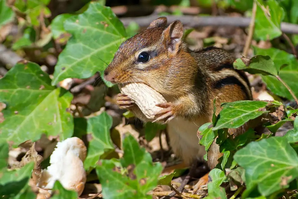 What Do Chipmunks Eat In The Garden