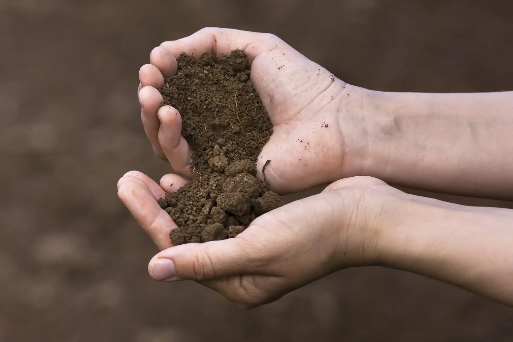 What Is The Difference Between Top Soil And Garden Soil
