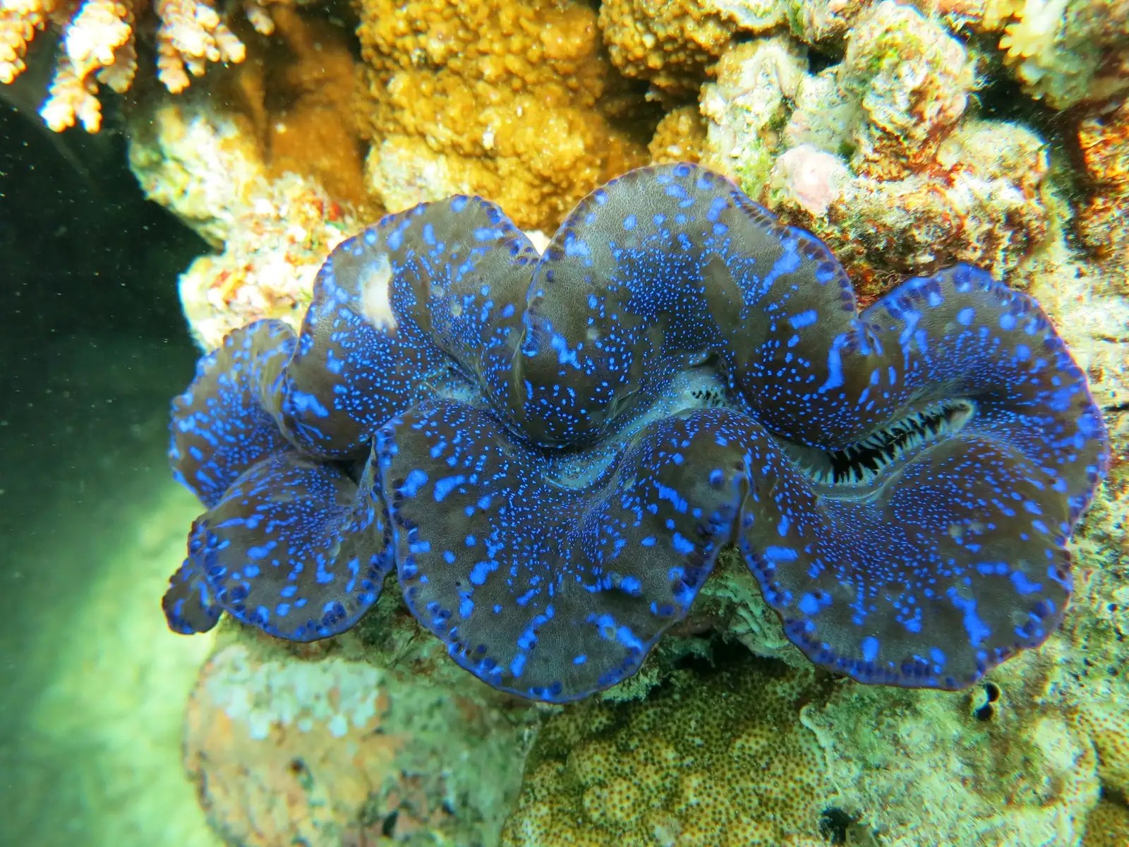 What Do Giant Clams Eat