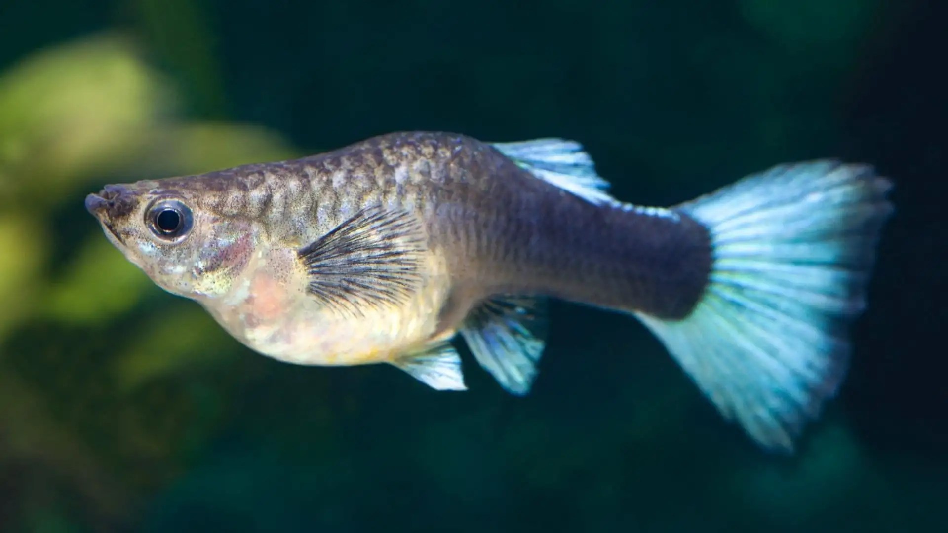 How Long Is Guppy Pregnancy Naturefins