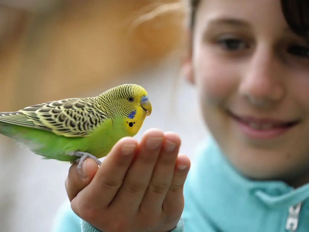 What Birds Make Good Pets